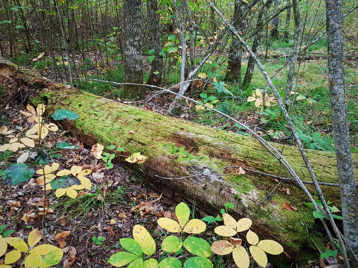 Manitoba eastern hardwood forest deadwood